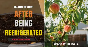 Can Refrigerated Peach Pits Still Sprout? A Gardening Experiment