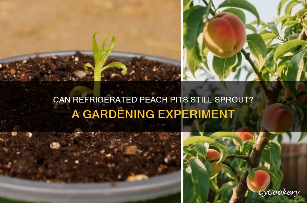 will peach pit sprout after being refrigerated