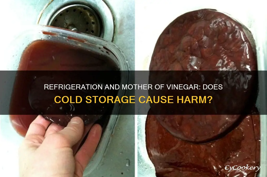 will refrigeration harm a mother of vinegar