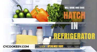 Can Shine Bug Eggs Survive and Hatch in Your Refrigerator?